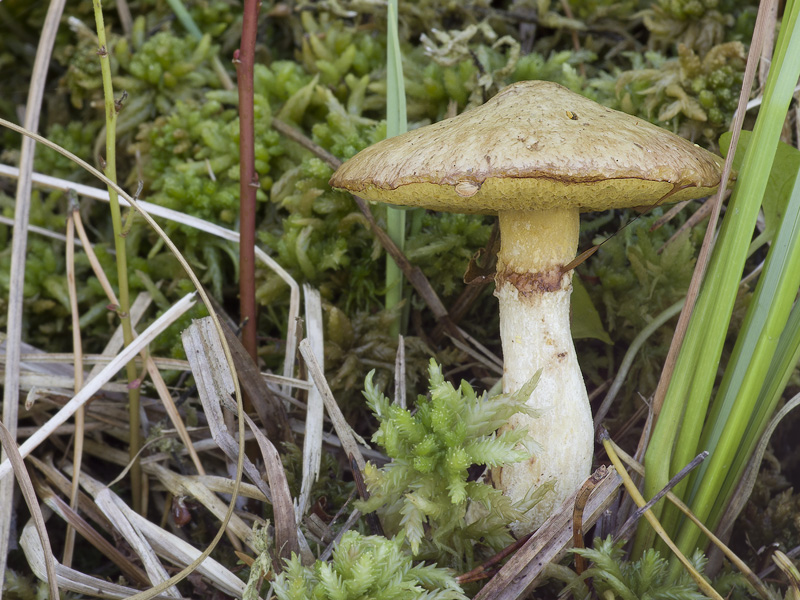 Suillus flavidus